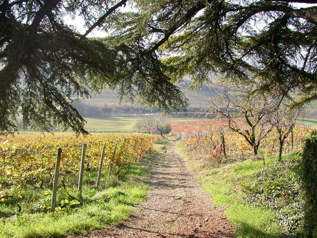 Tenuta San Rocco Conzano Extérieur photo